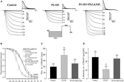 Regulation of HCN2 Current by PI3K/Akt Signaling